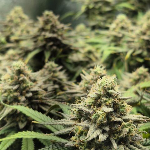Fullgas!                             (Strain Hunters) growlog timeline photo