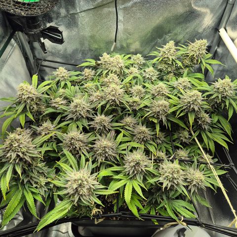 Fullgas!                             (Strain Hunters) growlog timeline photo