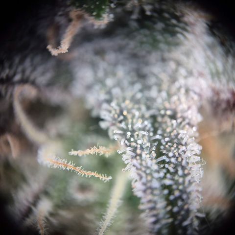 Fullgas!                             (Strain Hunters) growlog timeline photo