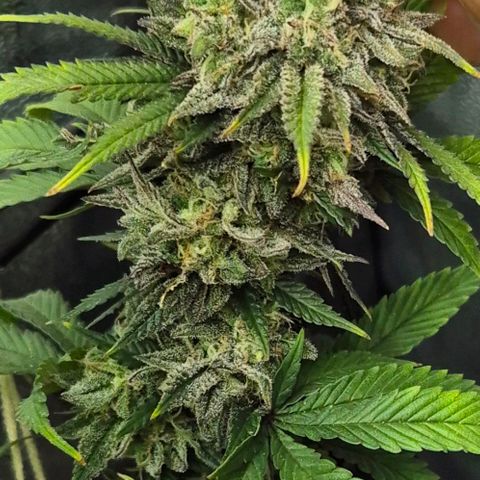 Fullgas!                             (Strain Hunters) growlog timeline photo