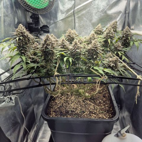 Fullgas!                             (Strain Hunters) growlog timeline photo