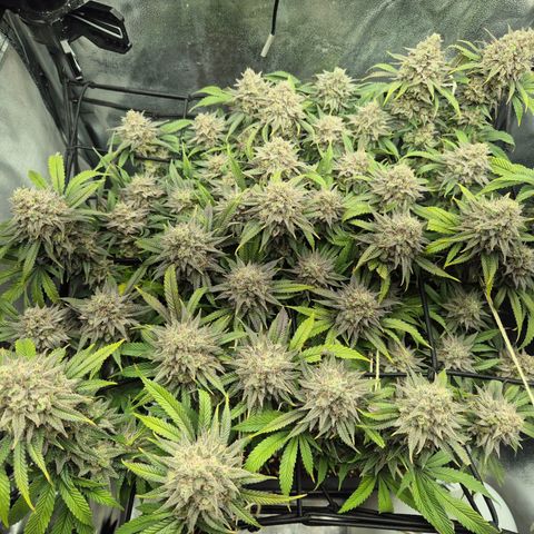 Fullgas!                             (Strain Hunters) growlog timeline photo