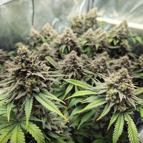Fullgas!                             (Strain Hunters) growlog timeline photo