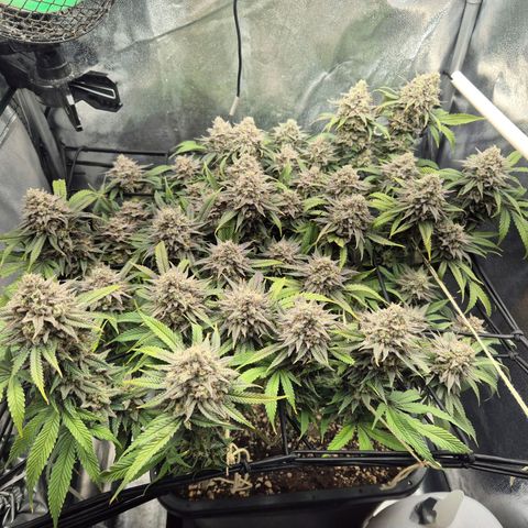 Fullgas!                             (Strain Hunters) growlog timeline photo
