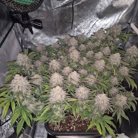 Fullgas!                             (Strain Hunters) growlog timeline photo