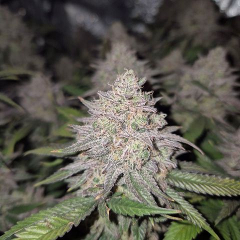 Fullgas!                             (Strain Hunters) growlog timeline photo