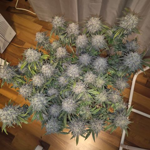 Fullgas!                             (Strain Hunters) growlog timeline photo