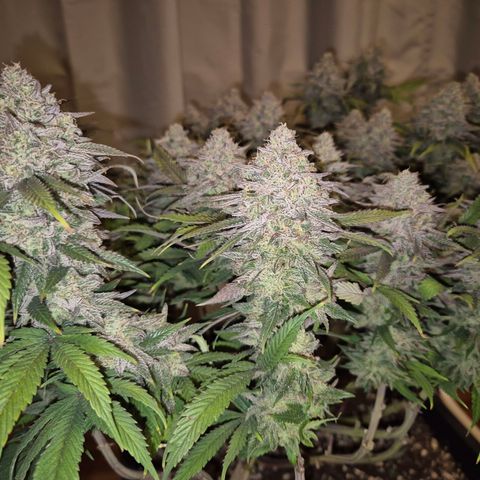 Fullgas!                             (Strain Hunters) growlog timeline photo