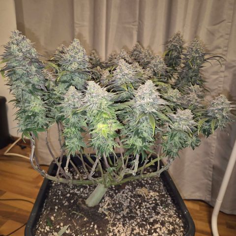 Fullgas!                             (Strain Hunters) growlog timeline photo