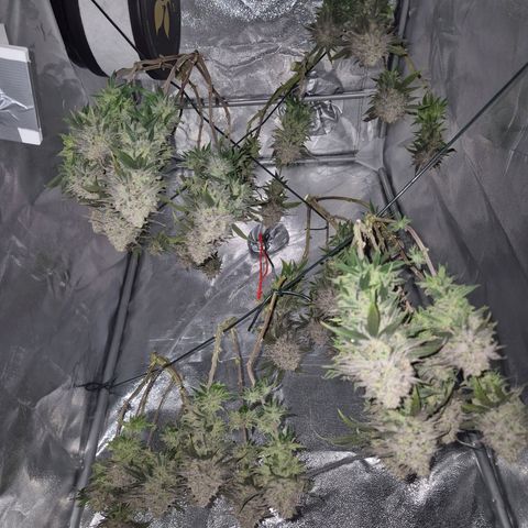 Fullgas!                             (Strain Hunters) growlog timeline photo