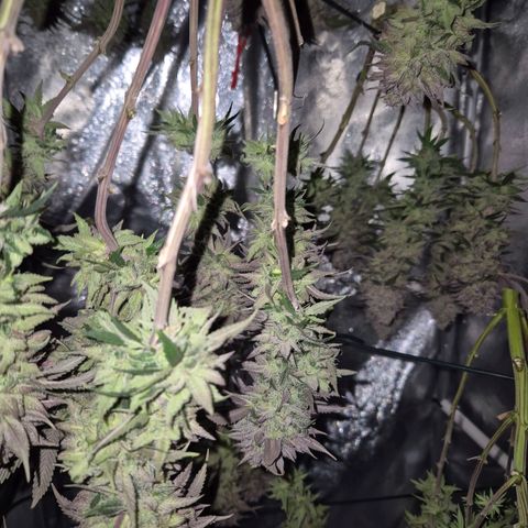 Fullgas!                             (Strain Hunters) growlog timeline photo