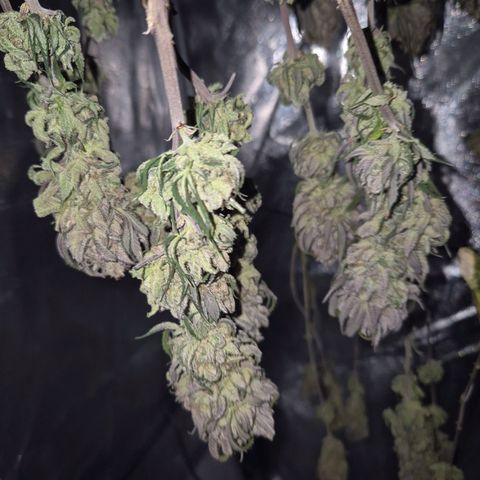 Fullgas!                             (Strain Hunters) growlog timeline photo