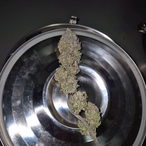 Fullgas!                             (Strain Hunters) growlog timeline photo