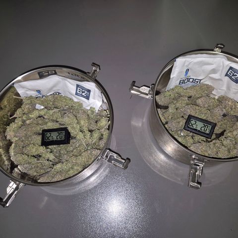 Fullgas!                             (Strain Hunters) growlog timeline photo