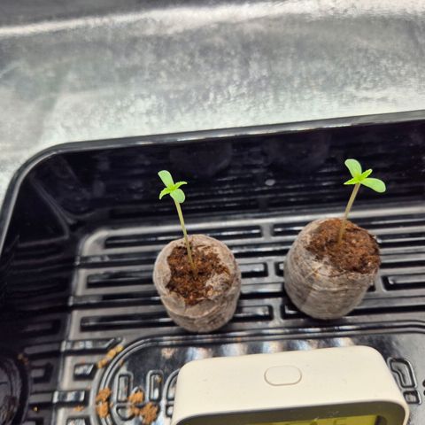 Fullgas! growlog timeline photo