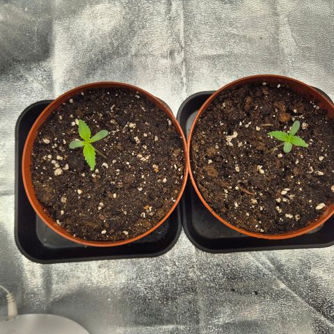 Fullgas! growlog timeline photo
