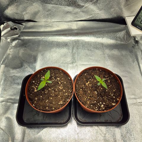 Fullgas! growlog timeline photo