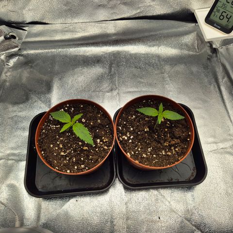 Fullgas! growlog timeline photo