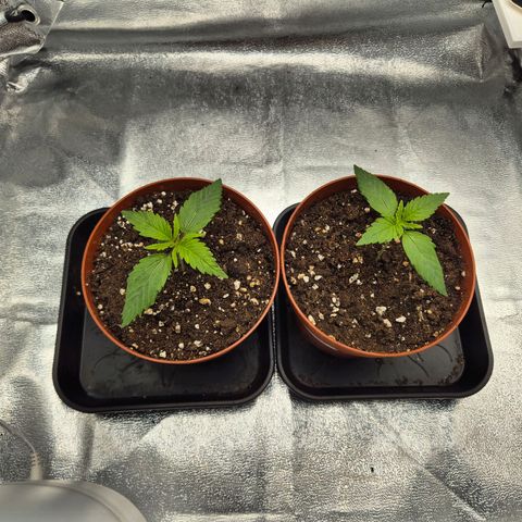 Fullgas! growlog timeline photo