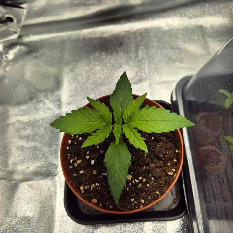 Fullgas! growlog timeline photo