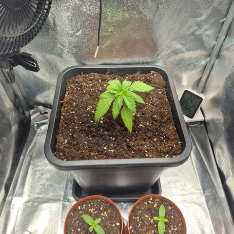 Fullgas! growlog timeline photo