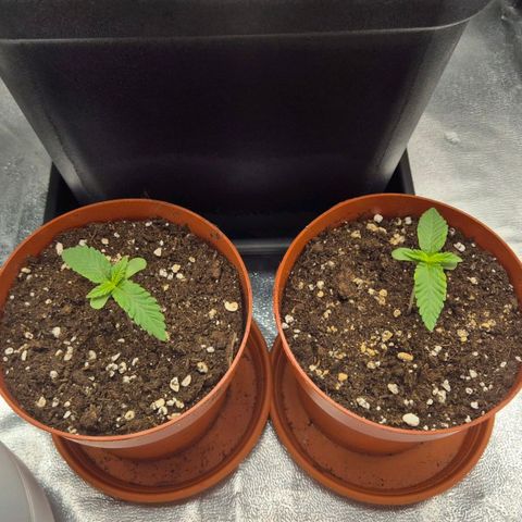 Holy Punch GHS growlog timeline photo
