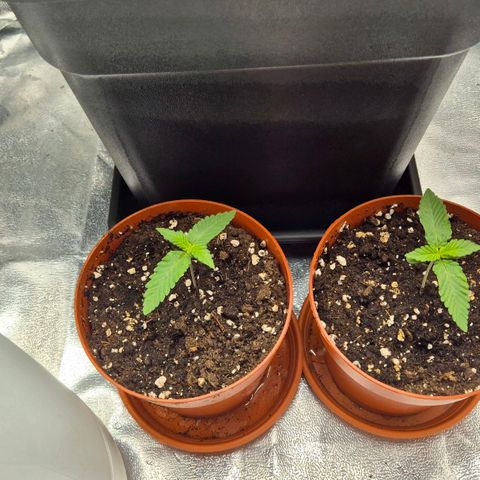 Holy Punch GHS growlog timeline photo