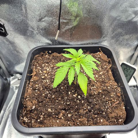 Fullgas! growlog timeline photo
