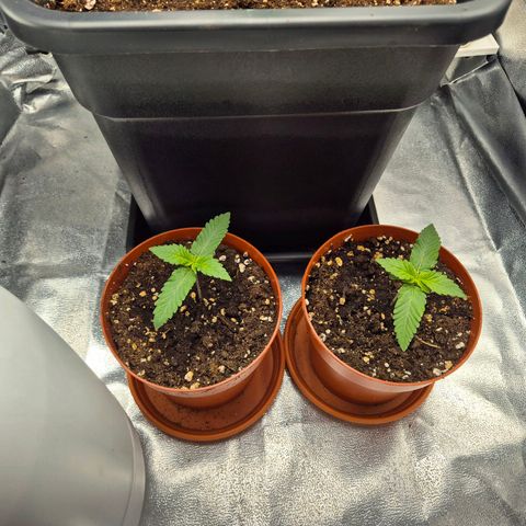 Holy Punch GHS growlog timeline photo