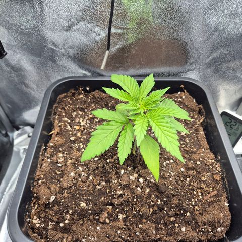 Fullgas! growlog timeline photo