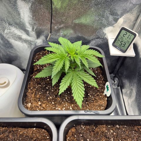 Fullgas! growlog timeline photo