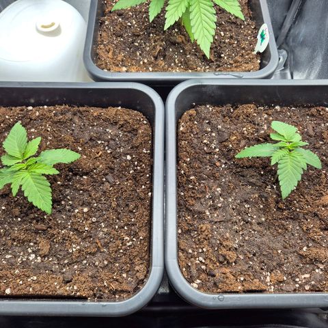 Holy Punch GHS growlog timeline photo