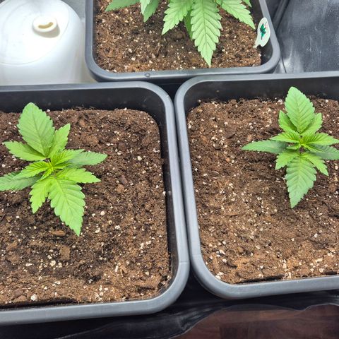 Holy Punch GHS growlog timeline photo