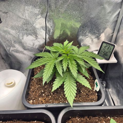 Fullgas! growlog timeline photo
