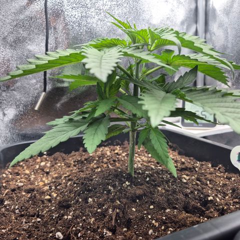 Fullgas! growlog timeline photo