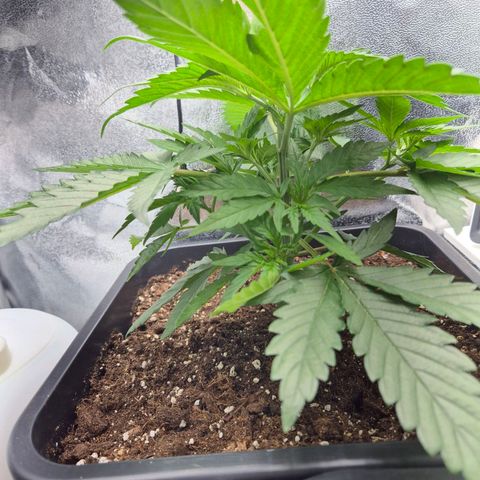 Fullgas! growlog timeline photo