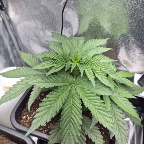 Fullgas! growlog timeline photo