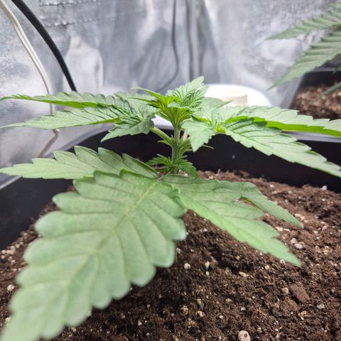 Holy Punch GHS growlog timeline photo