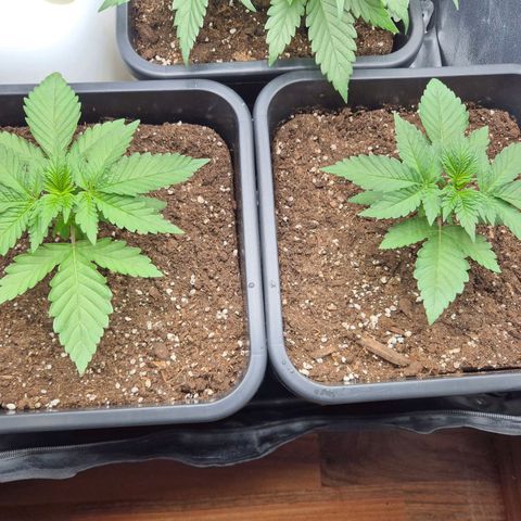 Holy Punch GHS growlog timeline photo