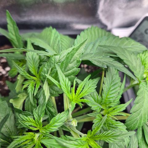 Fullgas! growlog timeline photo