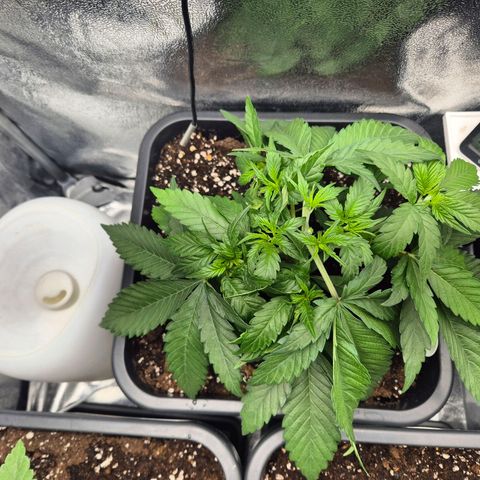 Fullgas! growlog timeline photo