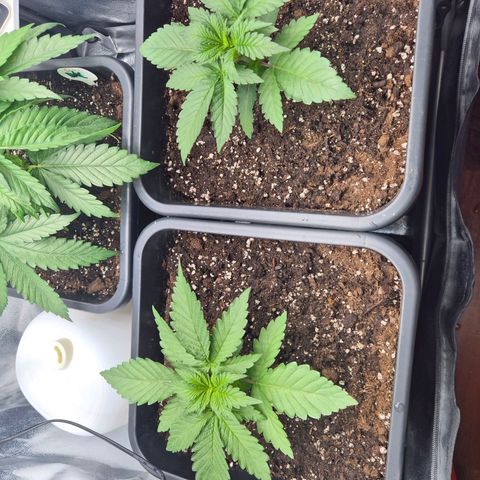 Holy Punch GHS growlog timeline photo