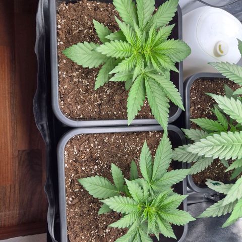 Holy Punch GHS growlog timeline photo