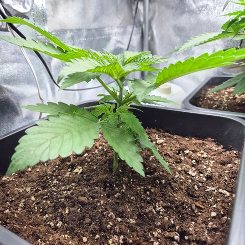 Holy Punch GHS growlog timeline photo