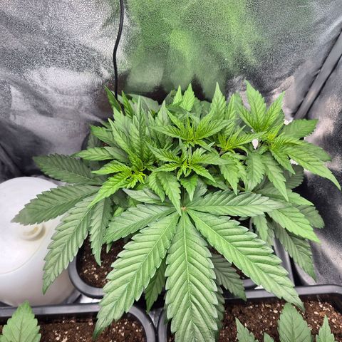 Fullgas! growlog timeline photo