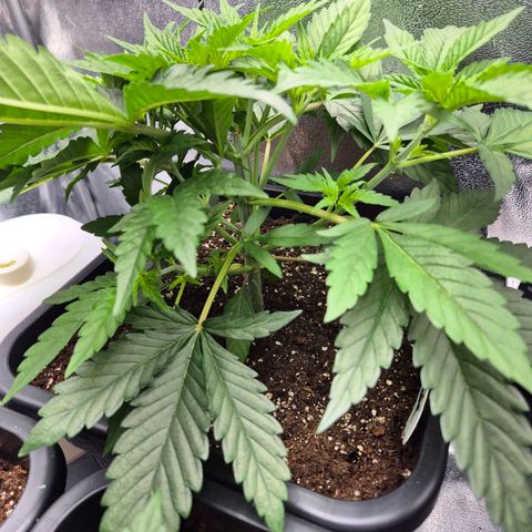 Fullgas! growlog timeline photo