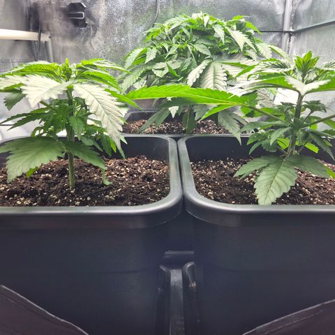 Holy Punch GHS growlog timeline photo
