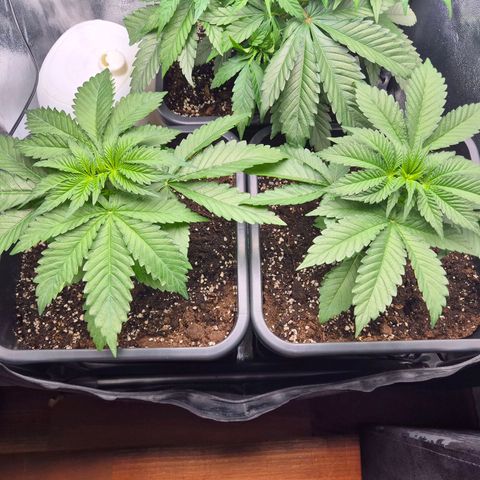 Holy Punch GHS growlog timeline photo