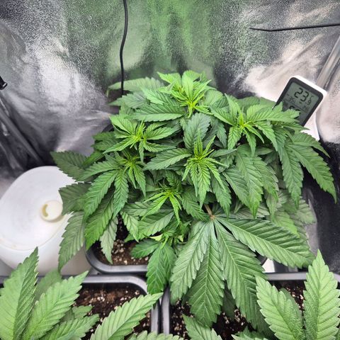 Fullgas! growlog timeline photo