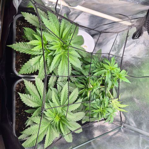 Holy Punch GHS growlog timeline photo